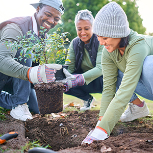 Volunteer planting tree